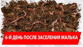 6-й день после заселения малька