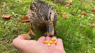 Die Ente frisst mir aus der Hand