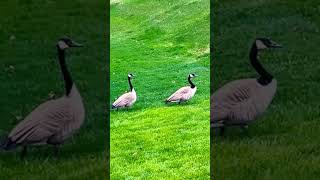 Two Canadian geese in my backyard.