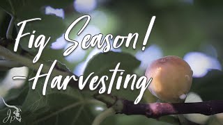 It's Fig Season!