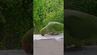 parrot point#cute parrot# eating rice