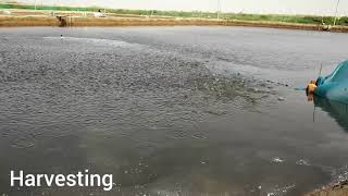 Aquaculture  Harvesting Jinga / Prawn / मछली