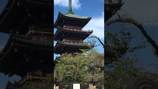 Keindahan Meiji Shrine - Temple - Tokyo #shorts