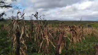 Primeiro local escolhido para a primeira plantação de Mogno Africano do Sertão de Pernambuco.