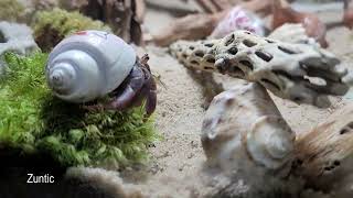 Pet hermit crabs