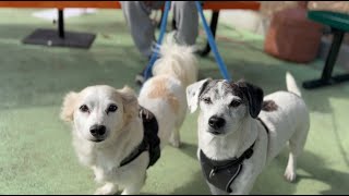 Project Street Vet visits Tiny Homes in LA