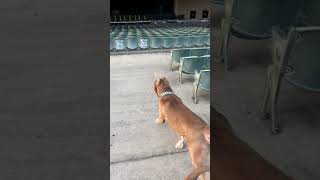 Ever seen a bully do security at a concert venue. Atlanta #dog #bullyworld #securityguard #xlbully