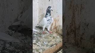 #pigeon #kabutarbreedingtipsandtricks #kabootar #grit #breeding #kabutar