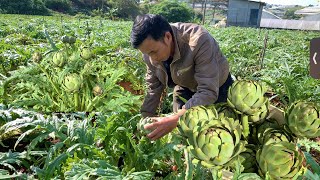 Thu hoạch ATISÔ ĐÀ LẠT, “THẦN DƯỢC” dành cho GAN.