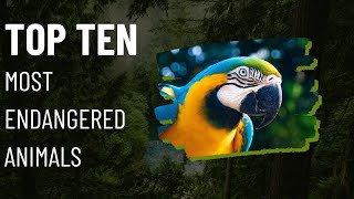 Top Ten Most Endangered Species