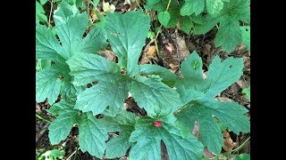 Goldenseal ( yellowroot) identification.  Hydrastis canadensis