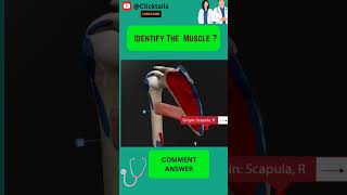 Identify the Muscle of upper limb quiz #anatomy #humananatomy #upperlimuscles