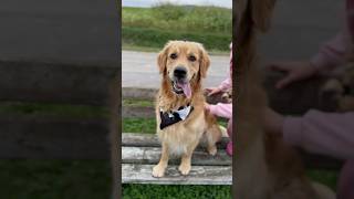 Three Goldies on the Road #CuteDogs #Goldenretriever #Dog #Powergirl #NatureLover #Goldie #Shorts