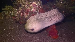 Moray eel feeding on the USAT Liberty shipwreck