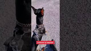 Doberman vs Belediye Başkanı Devamı #shorts