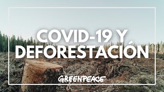 ¿Existe relación entre la COVID-19 y la deforestación?