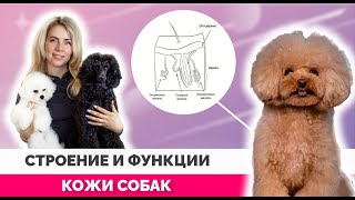 Строение и функции кожи собак. Потеют ли собаки ? Зачем собакам бальзам?