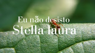 Eu não desisto (Stella Laura)