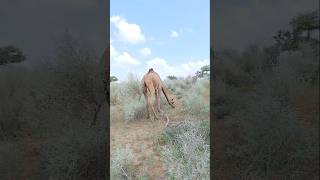 اثنان من الإبل الصغيرة #ytshorts #camel #camelinthedesert #shorts#camellove #camelfarm