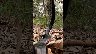 Snake inspects GoPro 🐍