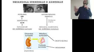 BCT_B_Ghiandole Endocrine_seconda Parte