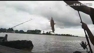 mancing ikan baung di pelosok sungai mahakam