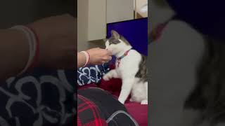 Teaching a rescue cat to high five. It took three days.