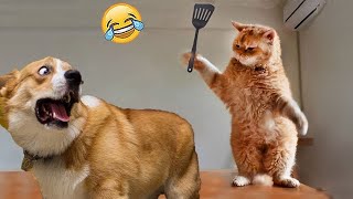 Funny Cat And Dogs Videos 😂 Try Not To LAUGH🤣 part. 10