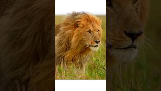 Lion king in the wild #animals #wildlife #lions #shorts #ytshorts