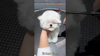 A Cute Dog Having Some Clean Up. #viralvideo #trending #shorts #short #ytshorts #youtubeshorts