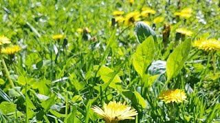 Sow Thistles in My Yard | Beautiful Floral Season | Yellow Wild Flowers in My Backyard | LIVE