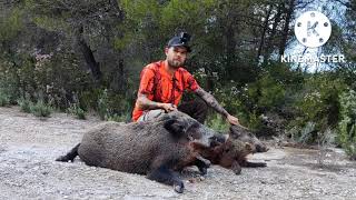 Doblete de Jabalí en Batida 💥💥