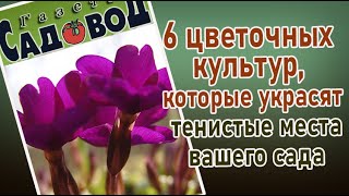 Шесть цветочных культур, которые украсят тенистые места вашего сада