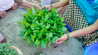 गर्मियों में पालक कैसे उगाएं | How to grow spinach in container | पालक भाजी |