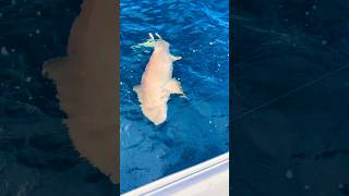 Client freaks out when she saw this HUGE SHARK!