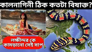 জেনে নিন কালনাগিনী সাপ ঠিক কতটা বিষাক্ত ? এর আসল রহস্য কোথায় ? Golden Flying Snake | #Kalnaginisap |