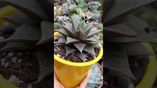 Echeveria  Purpusorum