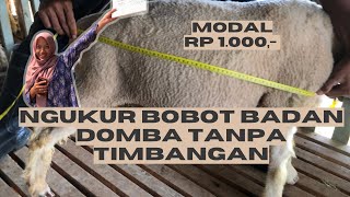 CARA NGUKUR BOBOT BADAN DOMBA TANPA TIMBANGAN