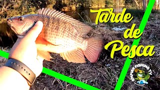 Pescando Mayans Cichlids Pequeñas | Captura Sorpresa!!!