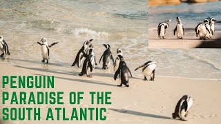 South Georgia - Penguin Paradise of the South Atlantic