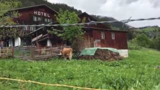 Lauterbrunnen-Mürren-Gimmelwald hike