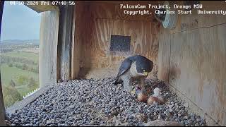 FalconCam 2024 10 04 Nestling's first feed