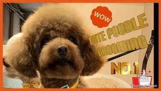 Cute Poodle Grooming @pet shop! See how to trim the teddy bear cut