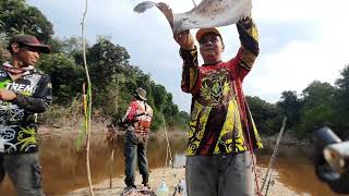 Mancing Ikan Belida Penuh Sintakan