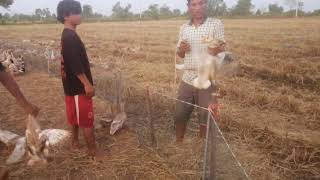 4000 ducks vaccination