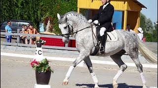 223– Sale – hanoverian gelding_6 years _ Preliminary Dressage Test - 05.08.2020 - result is 68,80 %