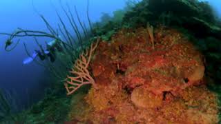 Scuba Diving "Fish Den" in 360°! Roatán, Honduras