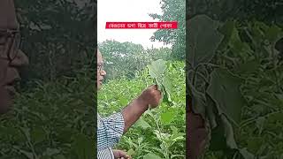 বেগুন চাষ পদ্ধতি #কৃষি #বেগুন_চাষ #viralshorts #short #agriculture