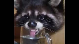 Raccoon licking water 💦