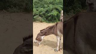 #animals #donkey #shortvideos #pets #viralvideos